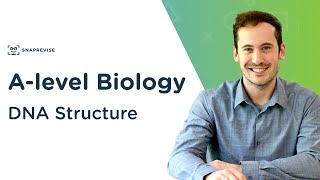 DNA Structure  Alevel Biology  OCR AQA Edexcel [upl. by Aromat21]