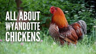 Wyandotte Chickens Breed Profile Facts and Care [upl. by Ttsepmet]