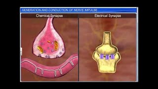 CBSE Class 11 Biology  Generation amp Conduction of Nerve Impulse [upl. by Arotal]