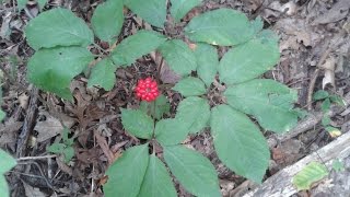 Identifying Wild Ginseng Harvesting and Drying [upl. by Adelind896]