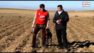 Campeonato de España de galgos en campo Final [upl. by Ranson]