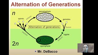 Alternation of Generations [upl. by Haimarej]