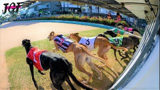 Greyhound racing  South Australia [upl. by Aiekram588]