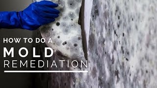 How To Do a Mold Remediation In Your Home [upl. by Limak]