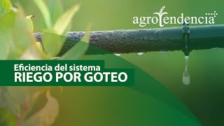 RIEGO POR GOTEO ¿sistema eficiencia [upl. by Noiram]