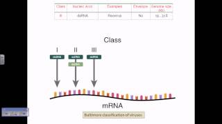 Baltimore classification of viruses [upl. by Alister]