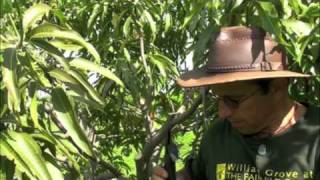 Pruning Vigorous Mango Trees [upl. by Osrock]