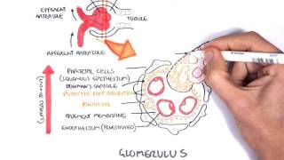 Nephrotic Syndrome  Types and pathology histology [upl. by Yasibit550]