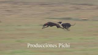 Copa Ibérica Carreras de Galgos en Campo 2020 [upl. by Magnusson]