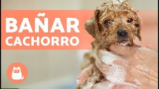 Cómo BAÑAR a un PERRO CACHORRO por primera vez [upl. by Emelin]