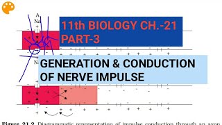 Class 11 BiologyCh21 Part3Generation amp conduction of nerve impulseStudy with Farru [upl. by Erolyat]