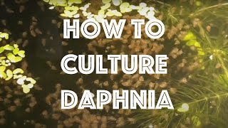 How To Culture Daphnia Magna [upl. by Amethyst69]