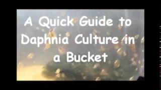 How to culture daphnia outside [upl. by Rachel]