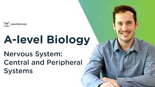 Nervous System Central and Peripheral Systems  Alevel Biology  OCR AQA Edexcel [upl. by Valerio]