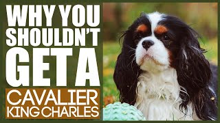 Why You SHOULD NOT TO GET A CAVALIER KING CHARLES SPANIEL [upl. by Lotty]