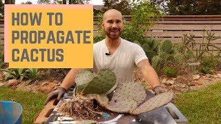 How To Propagate Cactus 🌵 Colorful Gardener [upl. by Ahsatin]