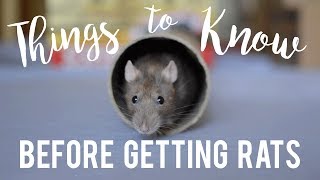 Rat Care For Beginners [upl. by Ettedanreb]