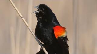 How Nature Works Redwinged Blackbird Display [upl. by Balf447]