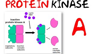 Protein kinase a [upl. by Aneahs]