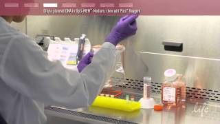 Plasmid DNA Transfection Protocol [upl. by Pohsib]