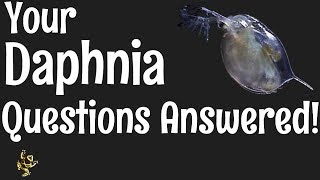 Daphnia Questions Answered [upl. by Angell805]