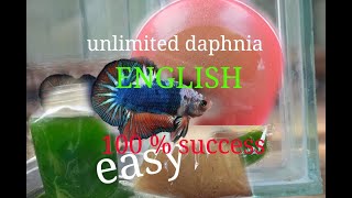 daphnia moina culture Easy way Unlimited production English  with sub Green water Chlorella [upl. by Neural]