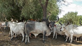 Tharparkar cows KachiTharikankrej cows documentary [upl. by Favrot]