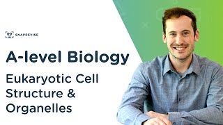 Eukaryotic Cell Structure amp Organelles  Alevel Biology  OCR AQA Edexcel [upl. by Nagam834]