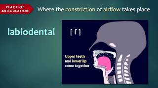 Introduction to Articulatory Phonetics Consonants [upl. by Laval]