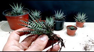 How to grow Zebra Plant Haworthia from cutting [upl. by Egap697]