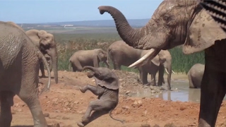 Baby Elephant Being Thrown Around By Bull [upl. by Witkin879]