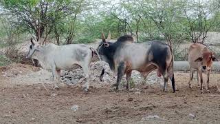 cows vedio Of Desert Tharparkar cows cow desert tharparkar thar [upl. by Andras]