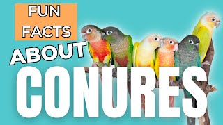 11 Fun Facts About Conures [upl. by Ethelin]