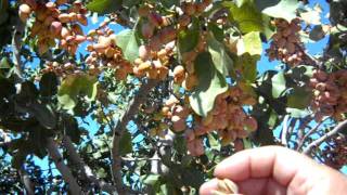 Pistachio Trees Load For Harvest [upl. by Haet]