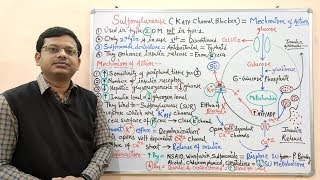 Diabetes Mellitus Part10 Mechanism of Action of Sulfonylurease  Antidiabetic Drugs  Diabetes [upl. by Leirda]