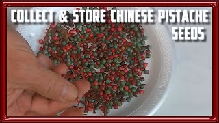 How to Collect and Store Chinese Pistache Seeds [upl. by Labors]