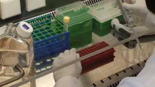 CEVEC PEI Transfection Video Protocol [upl. by Elitnahc]