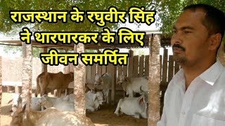 THARPARKAR COW BREEDER NEAR JODHPUR RAGHUVEER SINGH थारपारकर गाय [upl. by Senga99]