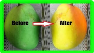 How To Ripen Mangoes Faster At Home 5 Simple Methods [upl. by Zap]