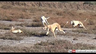 three dogs vs rabbit race 2019  hunting animals  shikar in jungle [upl. by Yrahk]