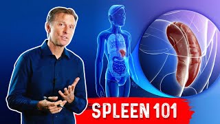 What Does The Spleen Do – DrBerg Explains Spleen Function [upl. by Hgielanna]