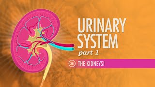 Urinary System Part 1 Crash Course Anatomy amp Physiology 38 [upl. by Aicnorev]