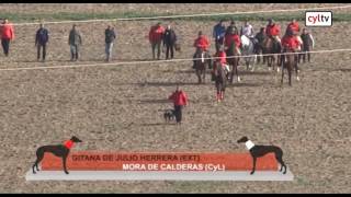 Final del campeonato de España de Galgos en Campo 03022017 [upl. by Aynahs613]