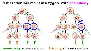 Alteration of Chromosome Number and Structure [upl. by Eadwina]