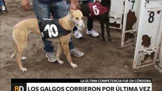 Carrera de galgos en Córdoba desafía a la ley  Telefe Noticias [upl. by Virg]