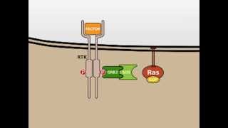 The MAP Kinase MAPK signalling pathway [upl. by Pironi131]