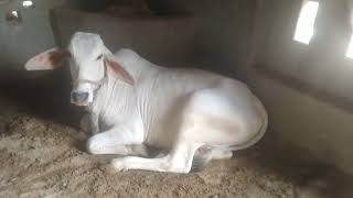 tharparkar cow [upl. by Hilbert]