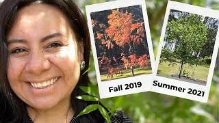 My beautiful Chinese Pistache Tree Summer vs Fall [upl. by Gianna]