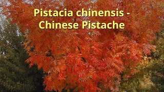 Pistacia chinensis Growing Guide by GardenersHQ [upl. by Pollie]