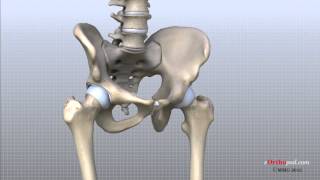 Hip Anatomy Animated Tutorial [upl. by Nosak]